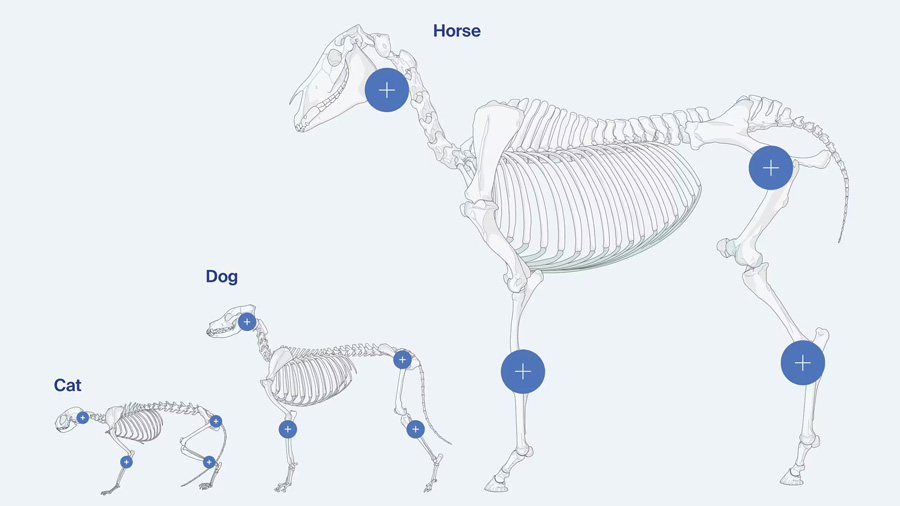 AO Surgery Reference Veterinary section