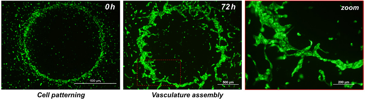 3D SIM cell patterning