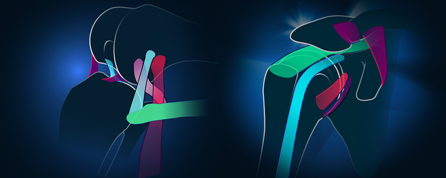 Illustration of knee and shoulder joints